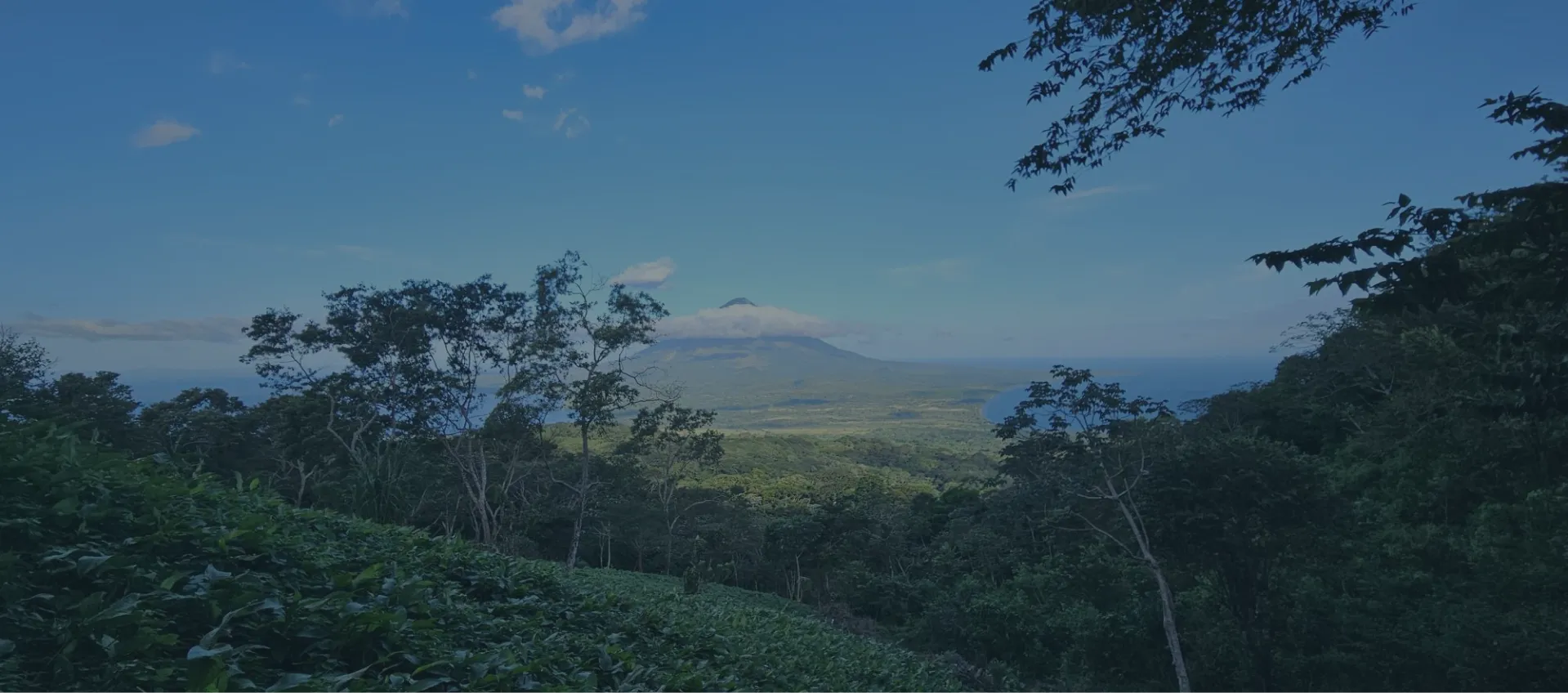A lush green forest filled with trees under a blue sky